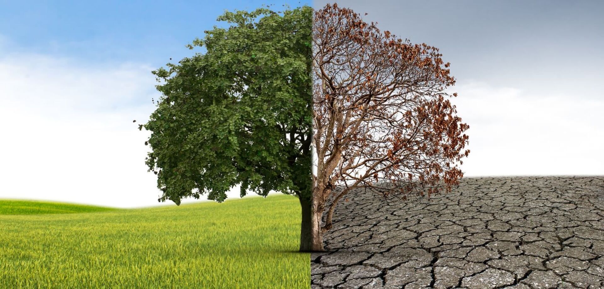  ГИПНОЛОГ ОНЛАЙН И ОФЛАЙН